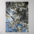 Pesquisar por flor de cerejeira branca pôsteres Primavera