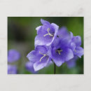 Pesquisar por campainha cartoes postais Flores