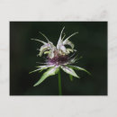 Pesquisar por erva cartoes postais Flor silvestre