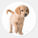 Pesquisar por golden retriever adesivos Amor