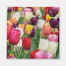 Pesquisar por cor de rosa da tulipa imas Flores