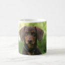 Pesquisar por do dachshund canecas Animal