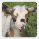 Pesquisar por tri adesivos Animal