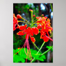 Pesquisar por plantas nativas pôsteres Flor