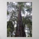 Pesquisar por tronco de árvore pósteres pôsteres Fotografia da natureza