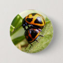 Pesquisar por besouros botons Natureza