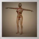 Pesquisar por sistema nervoso pôsteres Medicina