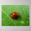 Pesquisar por ladybug pôsteres Fotografia