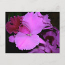 Pesquisar por orquídeas roxas cartoes postais Floral