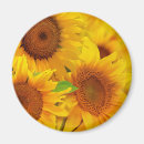 Pesquisar por girassol amarelo imas Natureza