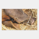 Pesquisar por suínos adesivos Animais de criação