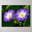 Pesquisar por flor da corriola Jardim