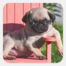 Pesquisar por filhotes cachorro papel adesivos Divertimento