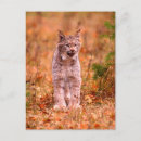 Pesquisar por lince cartoes postais Selvagem