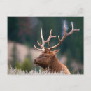 Pesquisar por wyoming cartoes convites Selvagem