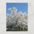 Pesquisar por magnólia branca cartoes postais Primavera