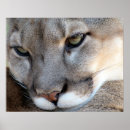 Pesquisar por puma pósteres pôsteres Psto em perigo