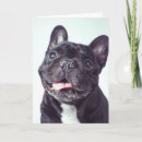 Pesquisar por french bulldog de cartoes Canine