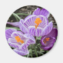 Pesquisar por crocs imas Roxo