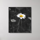 Pesquisar por margarida da flor das flores das margaridas impressão de canvas Qualquer pessoa