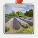 Pesquisar por lavanda ornamentos Roxo