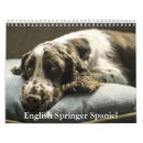Pesquisar por springer inglês Canino