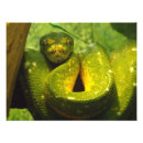 Pesquisar por animal cobra pósteres pôsteres Verde