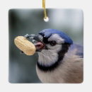 Pesquisar por jay ornamentos Neve