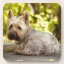 Pesquisar por yorkshire terrier porta copos Pequeno