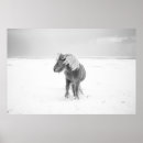 Pesquisar por cavalo islandês artes pôsteres Inverno