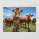Pesquisar por brown cow Gado