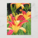 Pesquisar por hemerocallis cartoes postais Dia