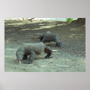 Pesquisar por dragão de komodo pôsteres Natureza