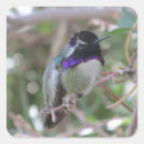 Pesquisar por colibri adesivos Bonito