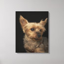 Pesquisar por poster amizade impressão de canvas Cão