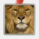 Pesquisar por poderoso ornamentos Animal