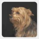 Pesquisar por perfil adesivos Animais