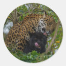 Pesquisar por panther adesivos Panthera onca