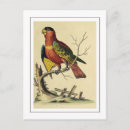 Pesquisar por lory Natureza