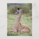 Pesquisar por camelopardalis do giraffa África