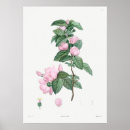 Pesquisar por plantas exóticas pôsteres Vintage