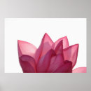 Pesquisar por lotus flower pósteres pôsteres Plant