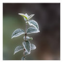 Pesquisar por jardim no inverno pôsteres Verde