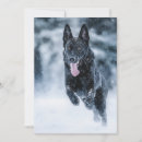 Pesquisar por lobo preto convites Animal