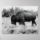 Pesquisar por búfalo americano pôsteres Bisonte