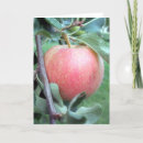 Pesquisar por gala cartoes Maçã