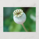 Pesquisar por cabo ocidental cartoes postais Imagens galo