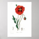 Pesquisar por vintage botanical pôsteres Colheita