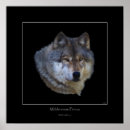 Pesquisar por ela lobo artes pôsteres Lobos
