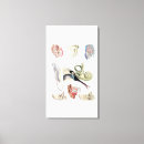 Pesquisar por coração humano impressão de canvas Anatomia
